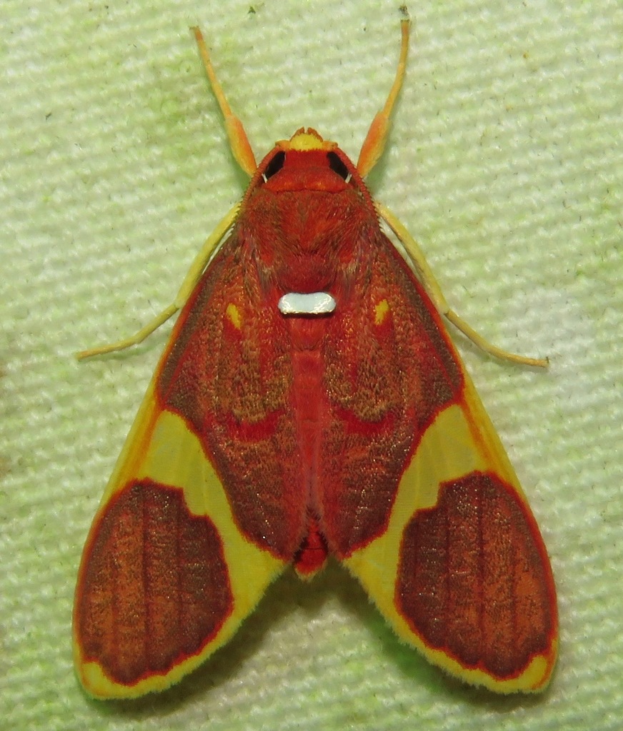 Trichromia lophosticta
