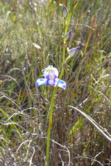 Disa graminifolia