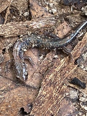 Plethodon cinereus