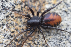 Castianeira walsinghami