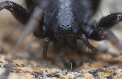 Castianeira walsinghami