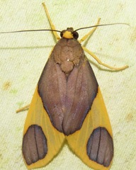 Hyponerita tipolis