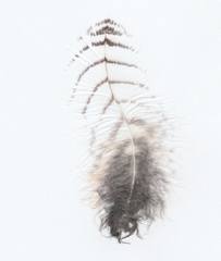 Bubo virginianus subarcticus