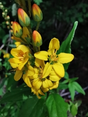 Galphimia tuberculata