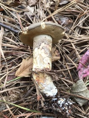 Retiboletus vinaceipes