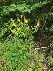 Galphimia tuberculata