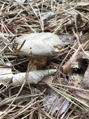 Retiboletus vinaceipes
