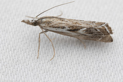 Catoptria oregonicus