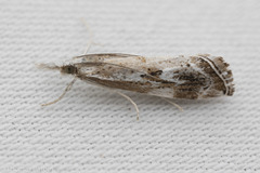 Catoptria oregonicus