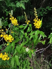 Galphimia tuberculata