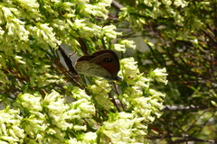Pseudonympha hippia