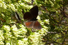 Pseudonympha hippia