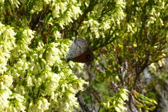 Pseudonympha hippia