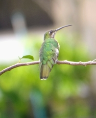 Anthracothorax dominicus