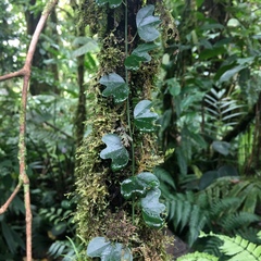 Passiflora lancearia