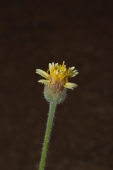 Tridax procumbens