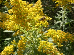 Halictus