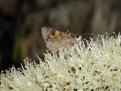 Trapezites phigalioides