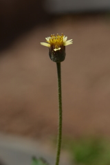 Tridax procumbens