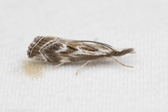Catoptria oregonicus