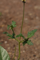 Tridax procumbens