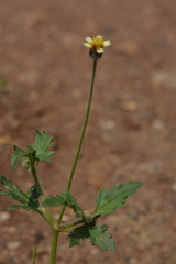 Tridax procumbens