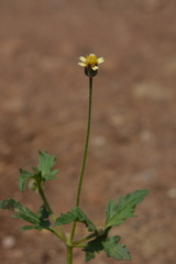 Tridax procumbens
