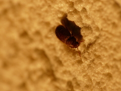 Stegobium