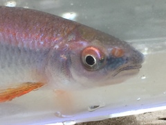 Cyprinella gibbsi