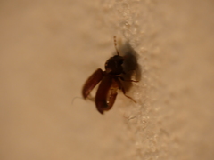 Stegobium