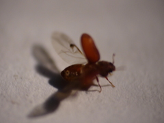 Stegobium