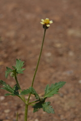 Tridax procumbens