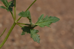 Tridax procumbens