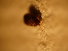 Stegobium