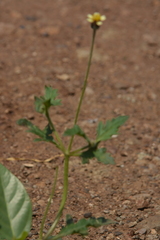 Tridax procumbens