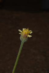 Tridax procumbens