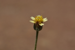 Tridax procumbens