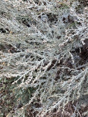Artemisia maritima