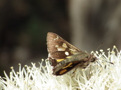 Trapezites phigalioides