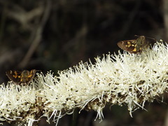 Trapezites phigalioides