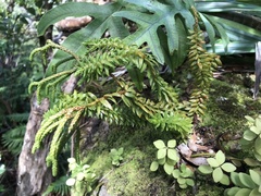 Phlegmariurus phyllanthus