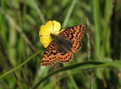 Boloria aquilonaris