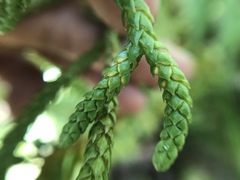 Phlegmariurus phyllanthus