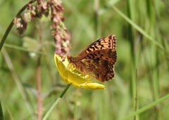 Boloria aquilonaris