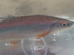 Cyprinella gibbsi