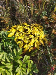 Angelica gmelinii