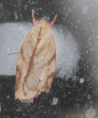 Euchaetis inceptella