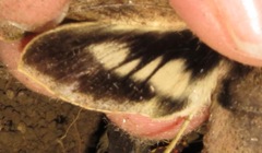 Xylophanes anubus