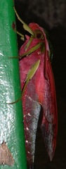 Xylophanes belti