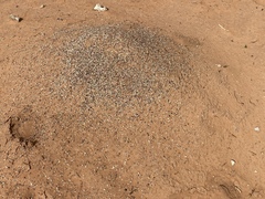 Pogonomyrmex occidentalis